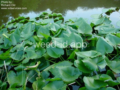 waterlily, yellow